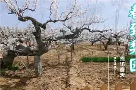#山东莱阳百年梨园#忽如一夜春风来，千树万树梨花开视频封面