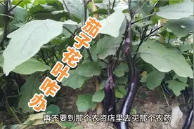 茄子长虫千万別买农药打，教大家一招就搞定，虫害再也没有