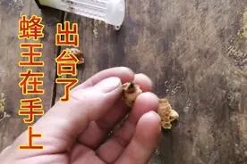 王台在手上就迫不及待出台了，蜂王之间自己是不会互相攻击的。