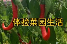 亲自体验了去菜园种蒜的全过程，感受到菜园的绿色气息