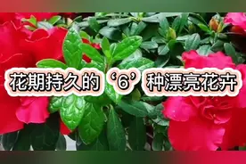 这‘6’种漂亮花，花期持久、四季常开，家里养几盆，天天有花看