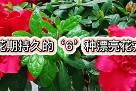 这‘6’种漂亮花，花期持久、四季常开，家里养几盆，天天有花看视频封面