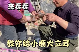 如果家里的小鹿犬几个月都不立耳朵，不妨看看，教你给小鹿犬立耳