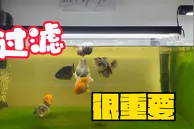 鱼缸过滤非常重要，是好水质的基本硬件，对比并推荐几种过滤视频封面