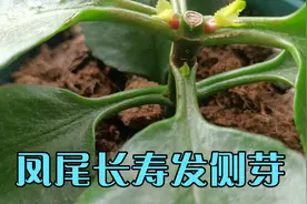 小苗凤尾长寿花打顶完事很快就发侧芽了！视频封面