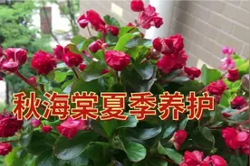 四季海棠夏季养护技巧，学会了，不烂根，不烂叶，开花不断