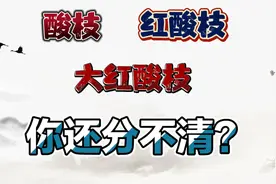 酸枝红酸枝大红酸枝 还在傻傻分不清吗？一分钟教会你