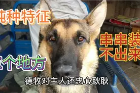 大部分人养的德牧都是串串狗 德国牧羊犬纯不纯 关键看这3个特征视频封面