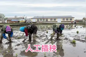 人工插秧260一亩地，五十多岁一天能赚500块，一天二亩地