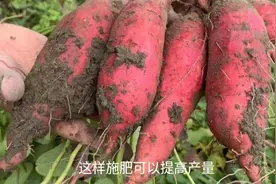 红薯追肥：有“4怕”，要是选错肥料，又用错方法，产量损失20%视频封面