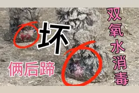 四蹄坏三驴还能站立吗？这伤太厉害了！躺在泥坑里弄得满身泥巴！视频封面
