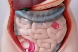 人体五脏六腑的分布情况视频封面
