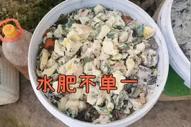 发酵水肥不要太单一，这样做环保又省钱，关键肥效越来越好视频封面
