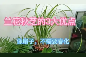 稀有品种兰花秋芝，“它”具有3大特点，叶子像扇子、十分飘逸视频封面