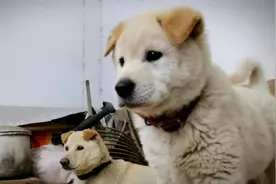 两个多月的小土狗也能看家护院，一听到门口有声音就马上警惕起来视频封面