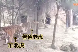 东北虎与普通老虎体型对比视频封面