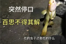 野钓鱼口非常不错，下了一场雨，突然就停口了，小伙各种尝试视频封面