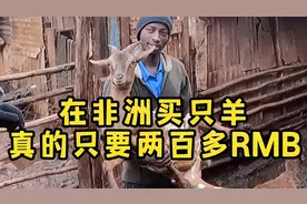 非洲买羊一波三折，羊价很美丽过程很曲折，为了给秘书难忘经历！视频封面
