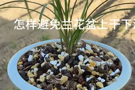 家庭养兰花，怎样避免兰花盆上干下湿，视频分享经验。视频封面