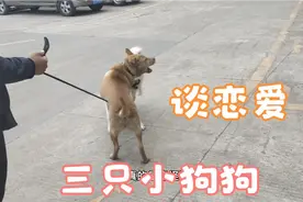 摄影宠物生活:三只狗狗谈恋爱，两只都是公的，好奇怪！