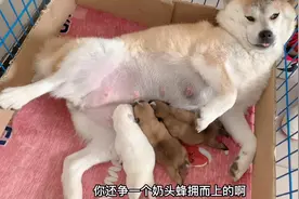 刚出生3天的小柴犬，狗妈四仰八叉的躺着喂奶，一脸享受的样子！视频封面