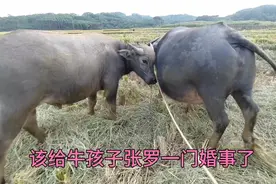 该给牛孩子张罗一门婚事了！牛崽看到小母牛，嘤嘤叫着要去人家视频封面