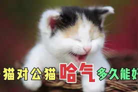 母猫对公猫哈气多久能好？视频封面