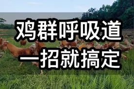 鸡咳嗽、呼噜、甩头、张嘴喘气，呼吸道症状，这个方法轻松解决