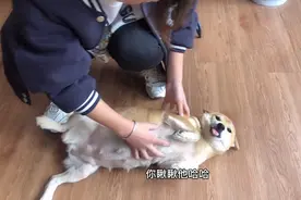 怀孕59天的母犬，一见到主人就兴奋的躺下撒娇求抚摸，简直成精了视频封面