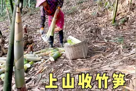 夏季竹笋长高了，在不上山砍回来就老了成竹子了视频封面