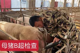 养猪也用上了高科技，母猪是否怀孕一查便知，B超检查准确又方便视频封面