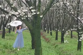 平坝万亩樱花盛开时节，非常壮观鲜艳，2021.3.14拍摄！视频封面