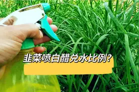 韭菜根喷施白醋兑水稀释比例多少？很多人做错了，韭菜根早衰叶黄视频封面