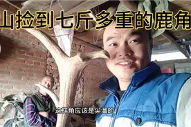 邻居太幸运了，上山拣到七斤多重的大鹿角比狍子角价值高很多！视频封面