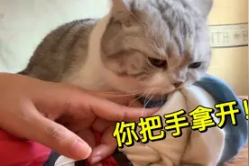 有些小猫咪表面看着成熟稳重顾家。谁能想到3岁了，居然还沉踩奶视频封面