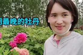 花期最晚的牡丹品种来啦，黄色系牡丹开花最香！你喜欢哪个品种视频封面