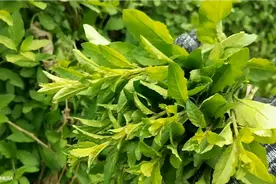 去村外野地里采一筐野适合春天吃的野菜，蒸着吃清爽去火#甜菜芽视频封面