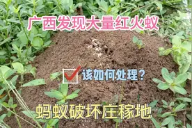 广西发现大量红火蚁巢穴，一亩地出现100多个蚂蚁窝，该如何处理视频封面