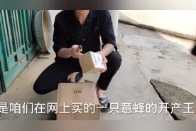 在网上买了一只意蜂的蜂王，天气太热会不会死呢?开箱验货。视频封面