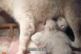 萨摩耶小奶狗每次吃饭都得硬刚啊，凭实力找到的奶头为什么让出来