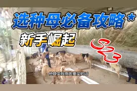 养狗到底买小狗养大，还是选中大狗来繁殖？以下视频给你答案。