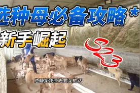 养狗到底买小狗养大，还是选中大狗来繁殖？以下视频给你答案。视频封面