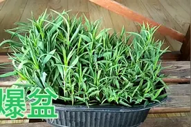 石竹花扦插爆盆的方法简单，这样扦插成活率100％,期待爆花视频封面