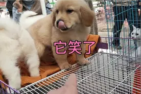 都是金毛为啥区别这么大？视频封面