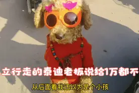 在狗市遇到一只直立行走的宠物狗，老板说:给1万都不卖视频封面