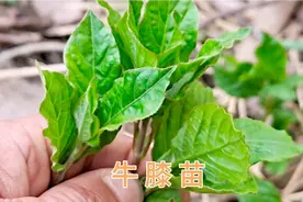 农村的野菜“牛膝”功效厉害，它的吃法与禁忌，了解有帮助