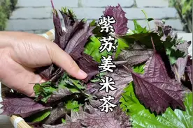 夏天经常待在空调房，紫苏搭配生姜泡茶喝，学会这种做法好处多多视频封面