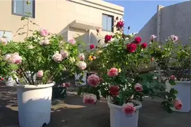 盘点小花园比较丰花勤花的月季品种视频封面