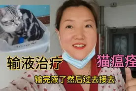 猫瘟不可怕，胖姐的猫经过6天治疗已经痊愈，感谢@继达妮雅名猫视频封面