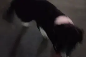 土狗找对象视频封面